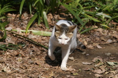 ねこ２