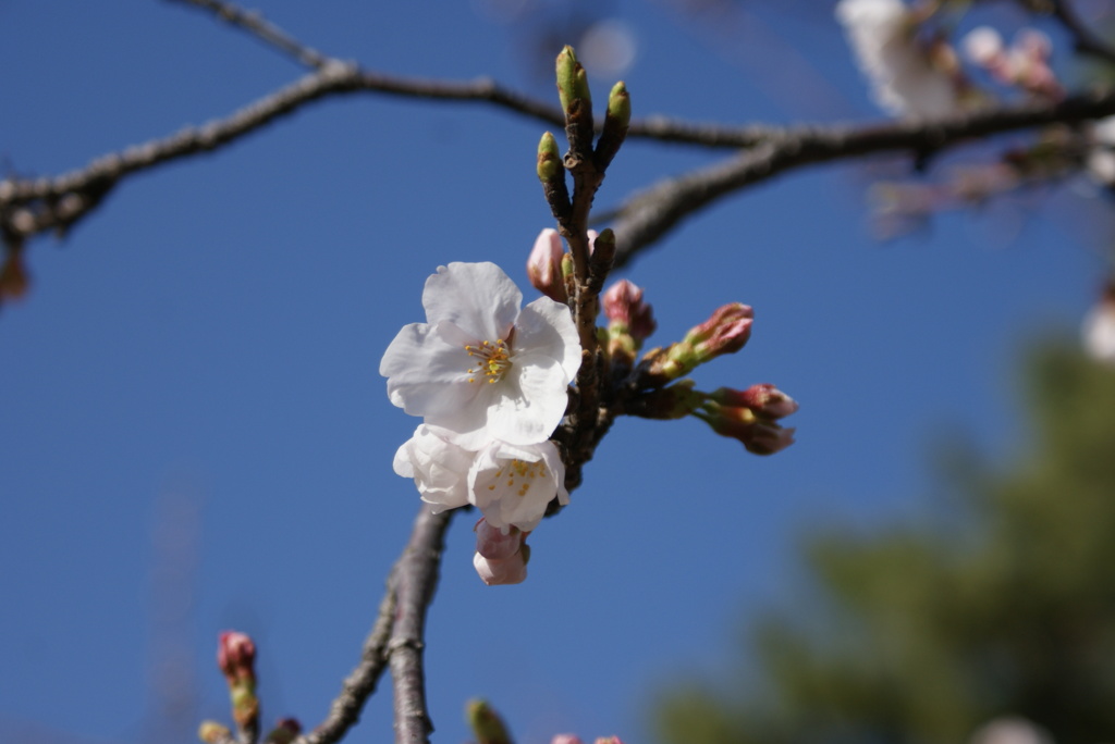 咲きかけの桜