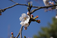 咲きかけの桜