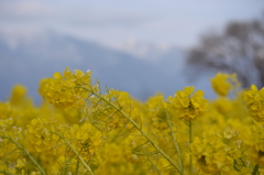 菜の花