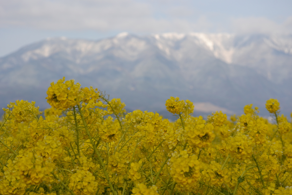 春の花と冬の雪山