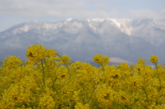 春の花と冬の雪山