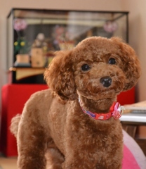 女の子「くぅ」