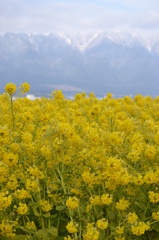 春の花と冬の雪山