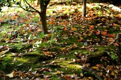 緑の絨毯の上の落ち葉