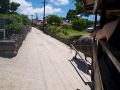 【旅】［沖縄-石垣島-竹富島］水牛車から