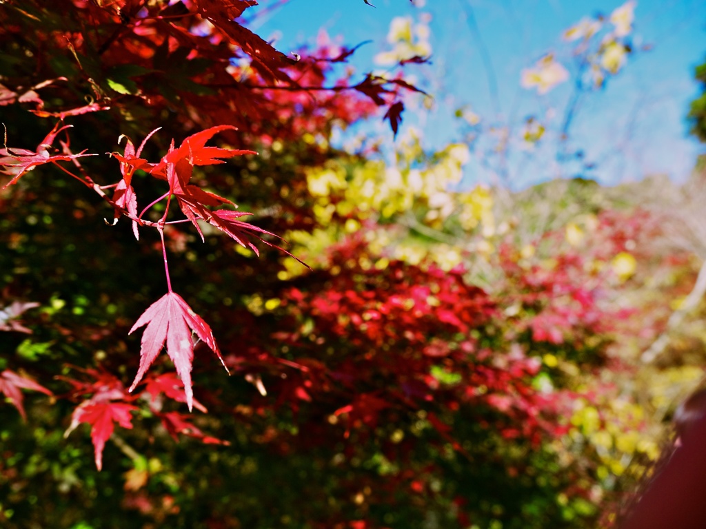 【旅】［伊豆］紅葉
