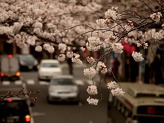 歩道橋から、桜と車(´･ω･`)