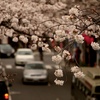 歩道橋から、桜と車(´･ω･`)