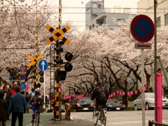 踏切と桜(´･ω･`)