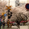 踏切と桜(´･ω･`)