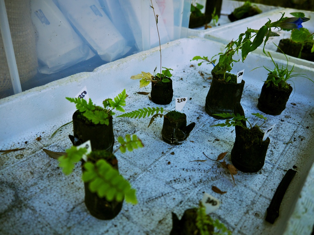 【旅】［伊豆］植木？