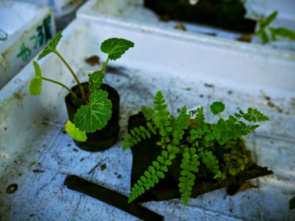 【旅】［伊豆］植木？