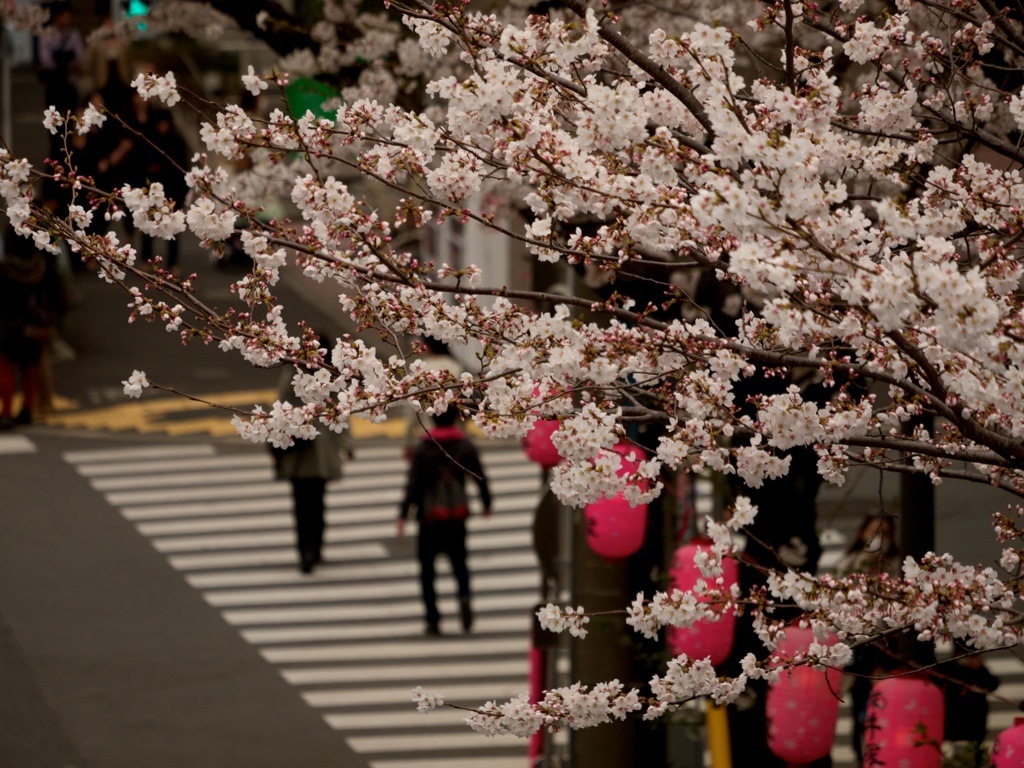 歩道橋から、桜と人(´･ω･`)