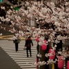 歩道橋から、桜と人(´･ω･`)