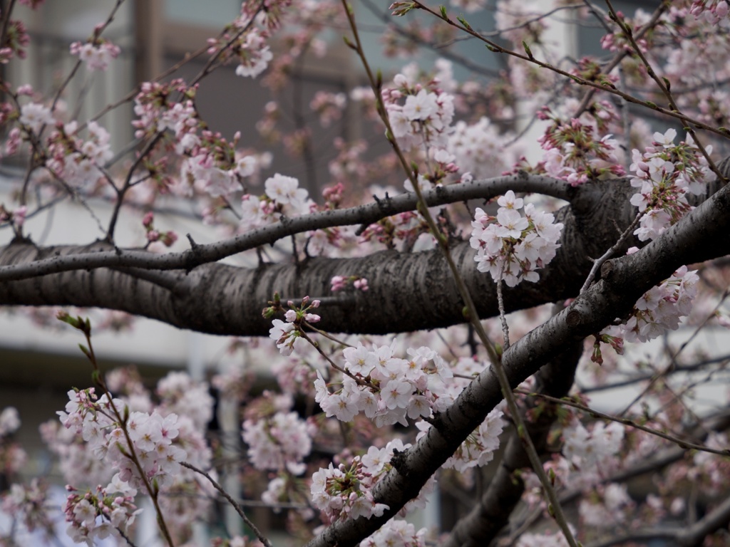 桜(´･ω･`)