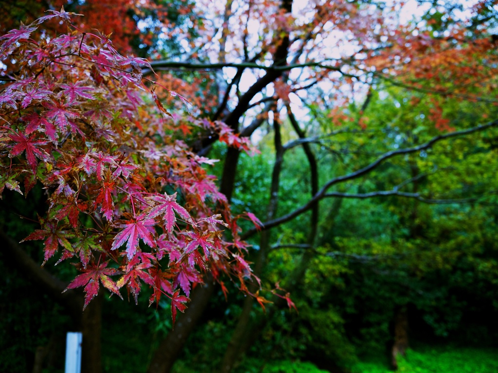 【旅】［伊豆］紅葉