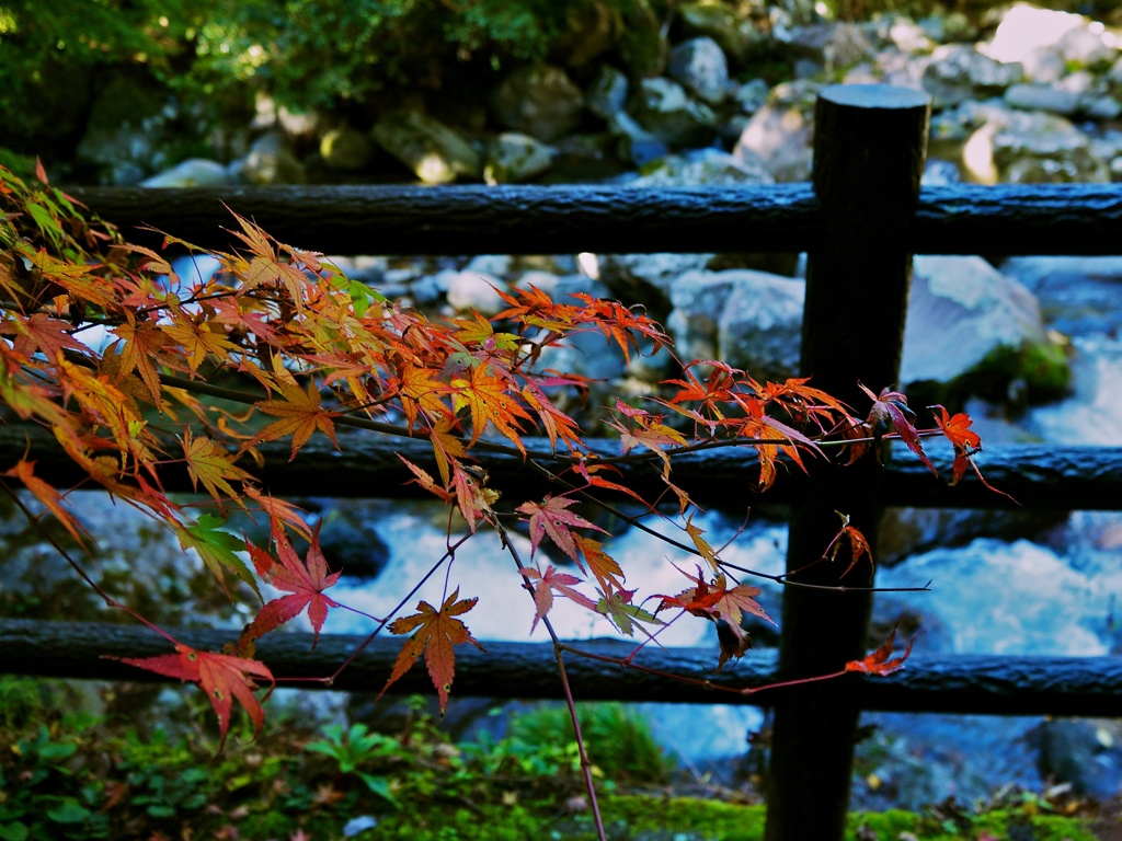 【旅】［伊豆］紅葉