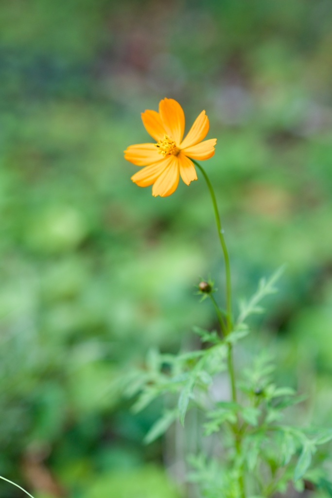 草むらに一輪の花