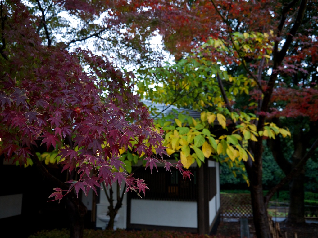 【旅】［伊豆］紅葉