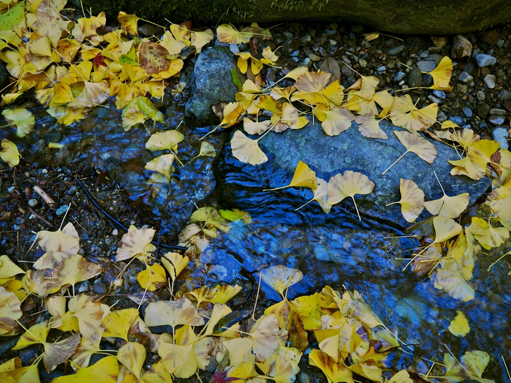 【旅】［伊豆］イチョウ