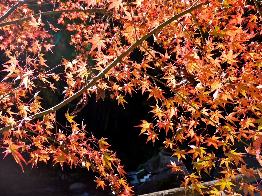 【旅】［伊豆］紅葉