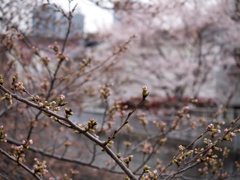 桜。つぼみ(´･ω･`)