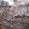 桜。つぼみ(´･ω･`)