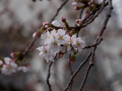 桜(´･ω･`)