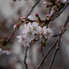 桜(´･ω･`)