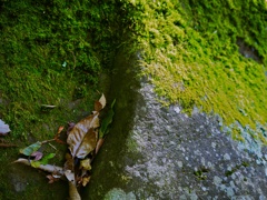 【旅】［伊豆］石と枯れ葉