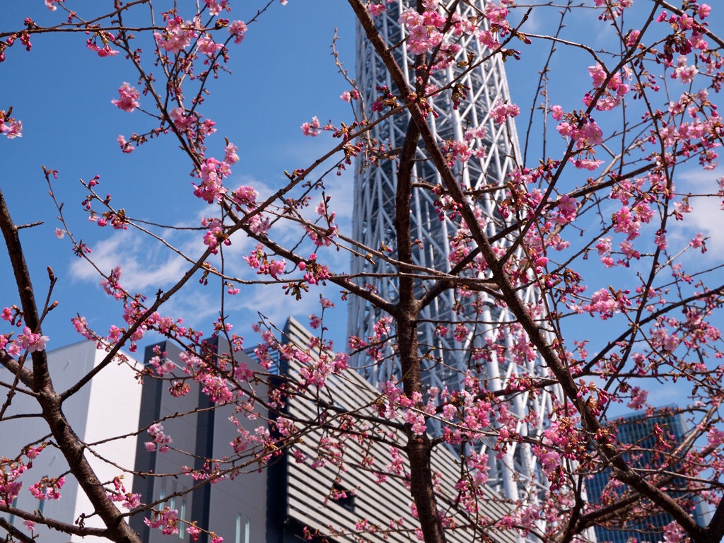 【散歩】スカイツリーをバックに桜