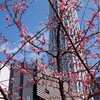 【散歩】スカイツリーをバックに桜