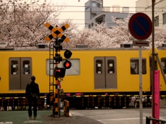 踏切と電車と桜(´･ω･`)
