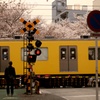 踏切と電車と桜(´･ω･`)