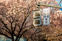 信号機と桜