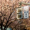 信号機と桜