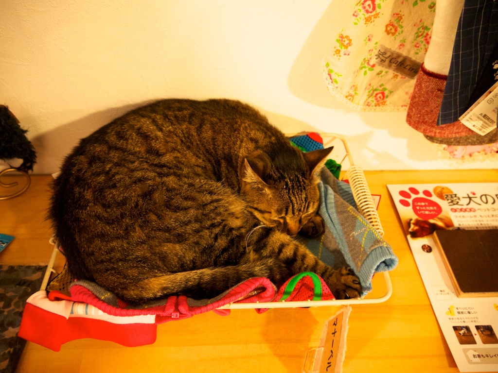 【旅】［伊豆］カフェに居た猫