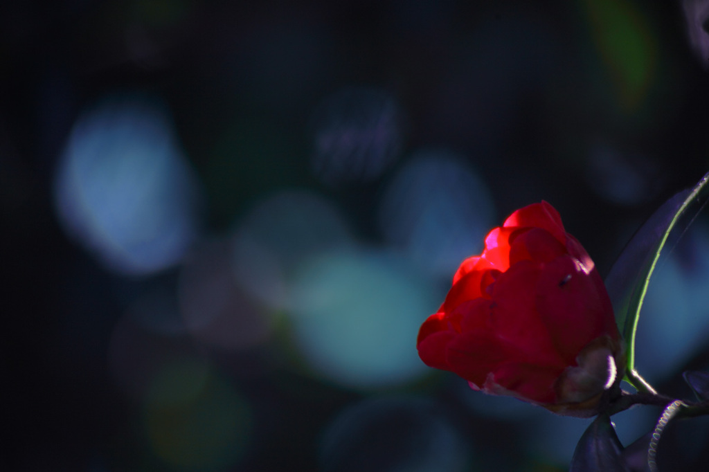 ローキー 山茶花