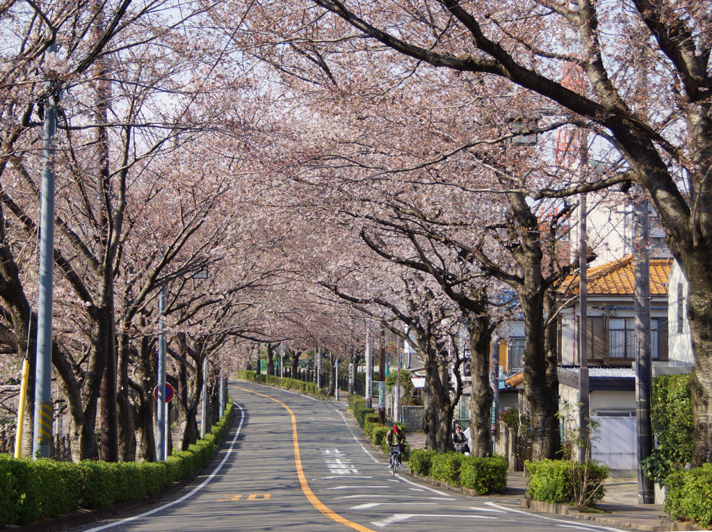 野境道路の桜