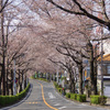 野境道路の桜