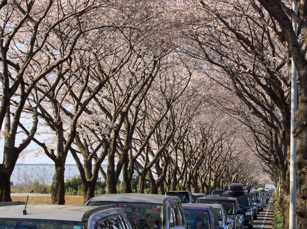 桜のトンネル