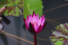 IMGP2571