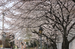 近所の桜