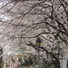 近所の桜
