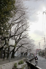 桜並木の裏側