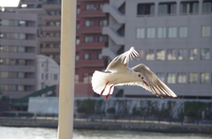 鳥