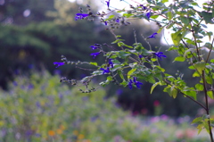 青い花
