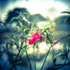 花２