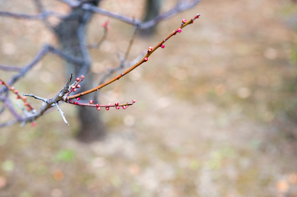 梅の芽